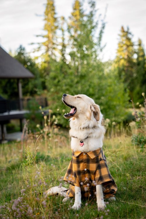 Dog in Plaid Shirt Outdoors Inti St Clair Austin Texas Tumble Creek Scene Dog