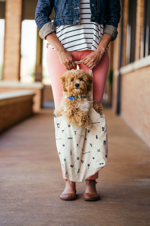 Dog in Tote Bag