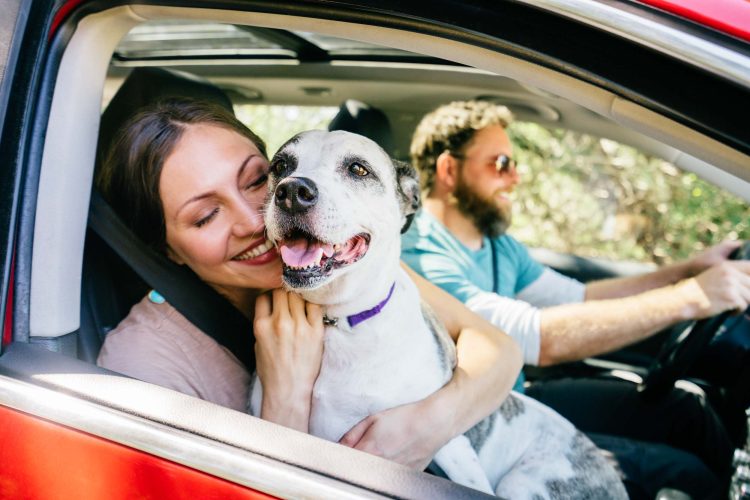 Happy Road Trip with Dog